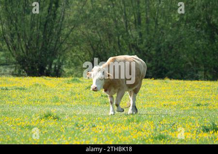 Dorney, Royaume-Uni. 15 mai 2023. Bétail paissant sur Dorney Common dans le Buckinghamshire. Dorney Common est une terre commune et le bétail broute et est libre de parcourir les champs et la route depuis plus de mille ans. Crédit : Maureen McLean/Alamy Banque D'Images