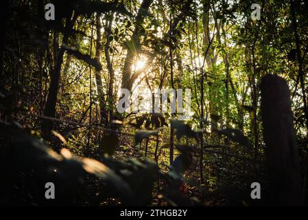 Lumière du soleil à travers les feuilles d'une forêt tropicale au Brésil Banque D'Images