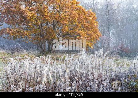 Chêne coppiqué et gel de canular après une brume de recul sur la réserve naturelle de Rudge Hill (Scottschar Hill), Edge Common, Edge, Gloucestershire, Angleterre Royaume-Uni Banque D'Images