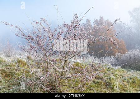 Baies de merlu rouge sur un buisson d'aubépine et gelée après une brume de recul sur la réserve naturelle de Rudge Hill (Scottsquar Hill), Edge Common, Edge, Glos. ROYAUME-UNI Banque D'Images