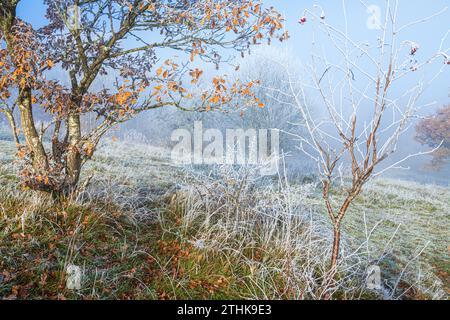 Gisement de gel après une brume de recul sur la réserve naturelle de Rudge Hill (Scottsquar Hill), Edge Common, Edge, Gloucestershire, Angleterre Royaume-Uni Banque D'Images