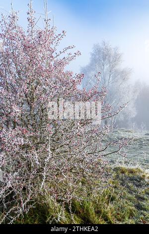 Baies de merlu rouge sur un buisson d'aubépine et gelée après une brume de recul sur la réserve naturelle de Rudge Hill (Scottsquar Hill), Edge Common, Edge, Glos. ROYAUME-UNI Banque D'Images