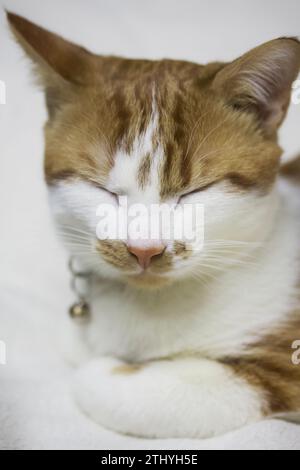 Gros plan pour chat endormi. Le manteau est rouge et blanc. Allongé sur le ventre. Banque D'Images