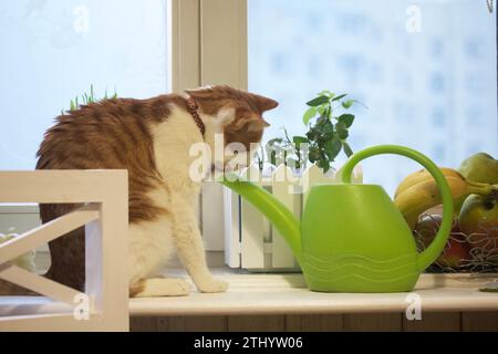 Chat sur le rebord de la fenêtre. Le manteau est rouge et blanc. Boissons d'un arrosoir pour arroser les fleurs. Banque D'Images
