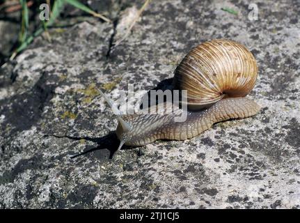 Escargot, escargot romain, escargot comestible, Schneckenhaus, Weinbergschnecke, escargot de Bourgogne, Helix pomatia, éticsiga, Budapest, Hongrie, Europe Banque D'Images