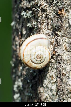 Escargot terrestre, Weiße Heideschnecke, Östliche Heideschnecke, Xerolenta obvia, lapos kórócsiga, Budapest, Hongrie, Magyarország, Europe Banque D'Images