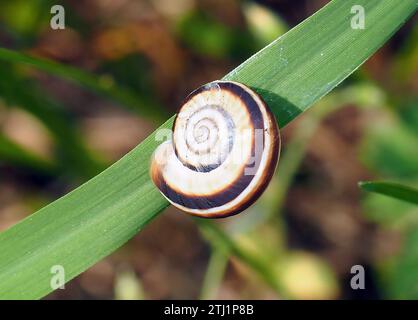 Escargot terrestre, Weiße Heideschnecke, Östliche Heideschnecke, Xerolenta obvia, lapos kórócsiga, Budapest, Hongrie, Magyarország, Europe Banque D'Images