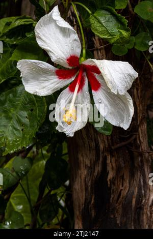 Fleur d'hibiscus blanche en fleurs au Sri Lanka. Belle avec le centre rouge et les gouttes de pluie après une pluie de pluie. Banque D'Images