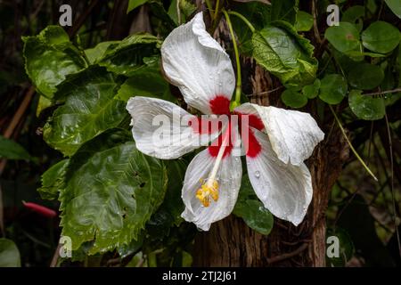 Fleur d'hibiscus blanche en fleurs au Sri Lanka. Belle avec le centre rouge et les gouttes de pluie après une pluie de pluie. Banque D'Images