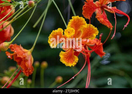 Caesalpinia pulcherrima également connu sous le nom de poinciana, fleur de paon, oiseau rouge de paradis, oiseau mexicain de paradis, poinciana naine, fierté de la Barbade, Banque D'Images