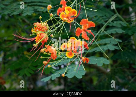 Caesalpinia pulcherrima également connu sous le nom de poinciana, fleur de paon, oiseau rouge de paradis, oiseau mexicain de paradis, poinciana naine, fierté de la Barbade, Banque D'Images