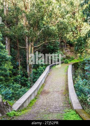 La promenade levada de Monte à Funchal à Madère, connue sous le nom de Levada do BOM Sucesso e Zona Velha. Banque D'Images