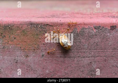 Une graine fraîche de corsage est transportée par plusieurs fourmis tissantes pour la nourriture sur la surface d'un mur de ciment Banque D'Images