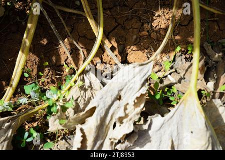 Tomates dans un plant de tomate sec en raison de la sécheresse. Jaén province, Andalucía, Espagne, Europe Banque D'Images