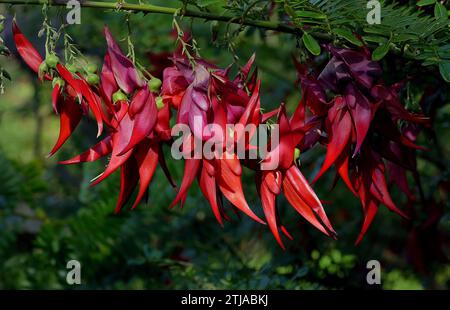 Clianthus puniceus, communément appelé bec de kaka (K?whai Ngutu-k?k? In M?ori), est une espèce de plante à fleurs du genre Clianthus de la famille des légumineuses Fabaceae, originaire de l'île du Nord de la Nouvelle-Zélande. Clianthus puniceus est un arbuste à feuilles persistantes, l'une des deux espèces de Clianthus, qui ont toutes deux des grappes frappantes de fleurs tubulaires rouges ressemblant au bec du k?k?, un perroquet néo-zélandais. La plante est également connue sous le nom de bec de perroquet, bec de perroquet et griffe de homard. Crédit : BSpragg Banque D'Images