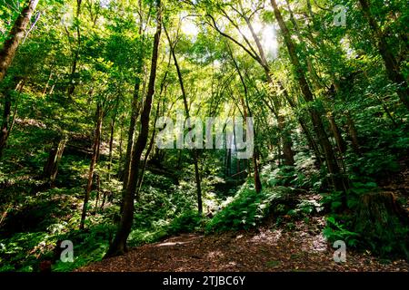 Forêt de Laurel. Cubo de la Galga. Puntallana, la Palma, Santa Cruz de Tenerife, Îles Canaries, Espagne Banque D'Images