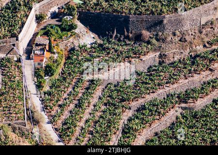Vue aérienne. Plantations de bananes à Los Llanos de Aridane, la Palma, Santa Cruz de Tenerife, Îles Canaries, Espagne Banque D'Images