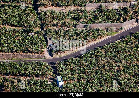 Vue aérienne. Plantations de bananes à Los Llanos de Aridane, la Palma, Santa Cruz de Tenerife, Îles Canaries, Espagne Banque D'Images