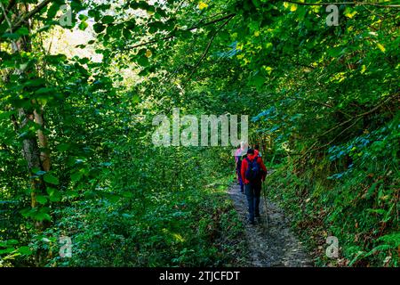 Randonneurs empruntant la route des Xanas. Au bout de la gorge, le chemin entre dans une forêt. Villanueva - Pedroveya, Santo Adriano - Quirós, Principauté d'Astu Banque D'Images