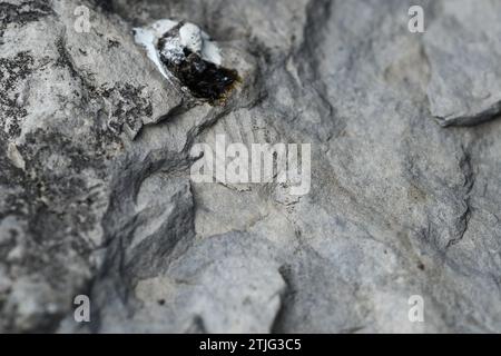 Détail d'une coquille de mollusque fossile dans les calcaires du mont Santiago Banque D'Images