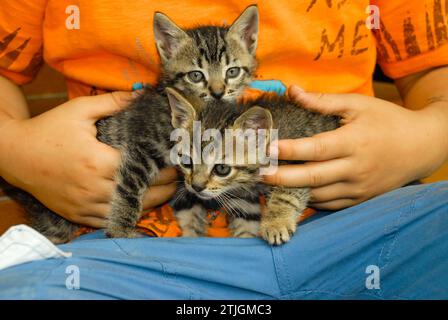 Deux chatons nouveau-nés dans les mains d'un enfant Banque D'Images