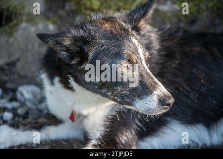 Gros plan chien Border Collie en Angleterre Banque D'Images