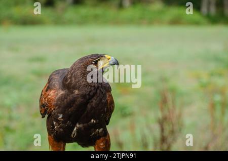 portrait complet d'un hawk harris, concept de fauconnerie. Parabuteo Unicinctus Banque D'Images