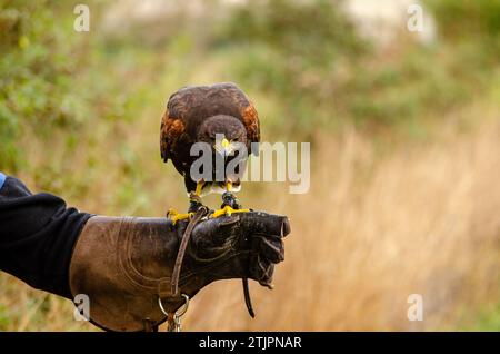 aigle harris perché sur la main de falconer. Parabuteo Unicinctus Banque D'Images