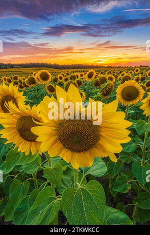 Grande fleur d'un tournesol au premier plan d'un champ avec de nombreuses cultures. Paysage de soirée d'été avec ciel coloré. fleur de tournesol ouverte Banque D'Images