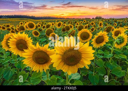 grandes fleurs de tournesols au premier plan d'un champ avec de nombreuses cultures de feuilles vertes et de tiges. Paysage le soir au coucher du soleil. ciel coloré Banque D'Images