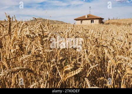 Champs de blé et une ancienne ferme dans un petit village du nord de l'Espagne en été Banque D'Images