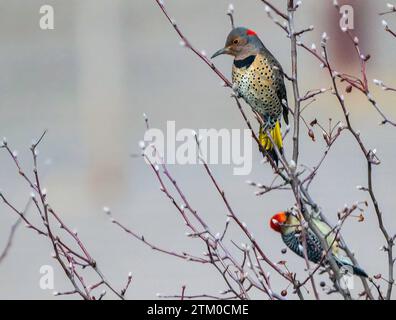 Perchés sur les branches adjacentes, un flicker du Nord et un pic à ventre rouge présentent une scène contrastée mais harmonieuse au milieu de la canopée. Banque D'Images