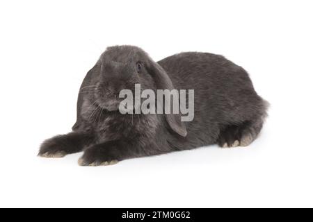 Petit lapin pliant décoratif en gris, isolé sur fond blanc Banque D'Images