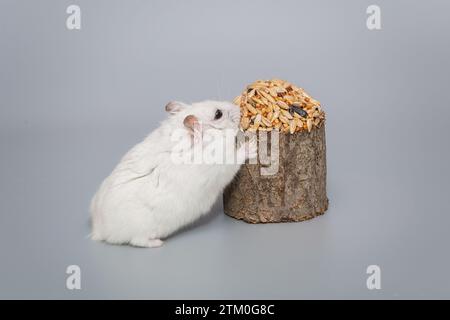 Petit hamster Dzhungarian blanc et une délicatesse de grain, sur un fond gris Banque D'Images