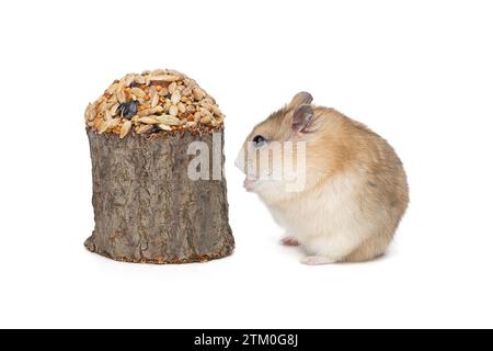 Petit hamster dzhungarian brun et une délicatesse de grain, isolé sur un fond blanc Banque D'Images