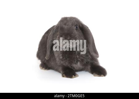 Petit lapin pliant décoratif en gris, isolé sur fond blanc Banque D'Images