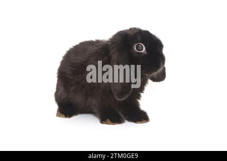Petit lapin pliant décoratif en noir, isolé sur fond blanc Banque D'Images