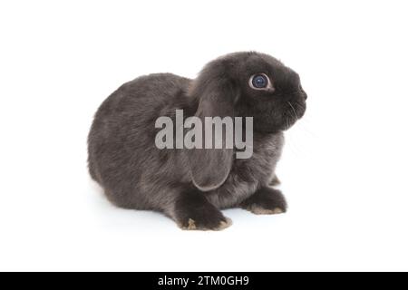 Petit lapin pliant décoratif en gris, isolé sur fond blanc Banque D'Images