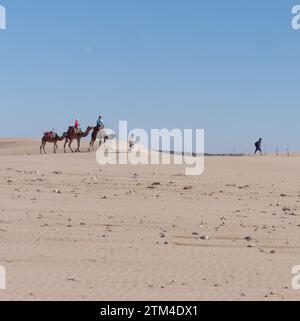 Chameaux riders sur une plage de sable dans la ville d'Essaouira 'la ville venteuse', Maroc. 20 décembre 2023 Banque D'Images