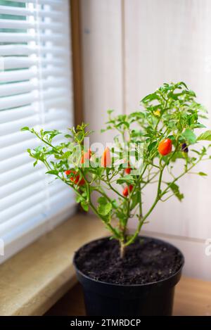 Plante de piment rouge chaud en pot poussant dans un pot noir près du rebord de la fenêtre à la maison. Maturation des gousses de poivron. Plante d'intérieur, vue de face, mise au point sélective. Photo de haute qualité Banque D'Images