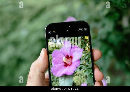 Londres, Royaume-Uni - 28 septembre 2022 : prendre une photo en RAW d'une fleur d'hibiscus à travers la vue en direct du smartphone iPhone 14 Pro Max, showcasi Banque D'Images