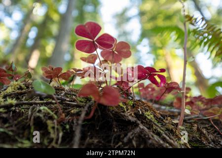 Vue à faible angle des feuilles de trèfle rouge vif poussant dans un sol couvert de mousse lâche dans le parc national de Redwood Banque D'Images