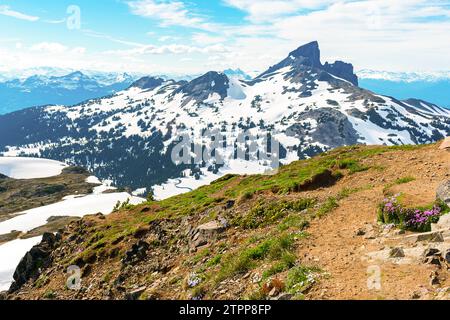 Fleurs sauvages colorées fleurissent sur Panorama Ridge avec Black Tusk en vue. Banque D'Images