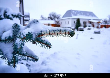 Ryazan, Russie - 16 décembre 2023 : branches d'épinette enneigées dans le village Banque D'Images