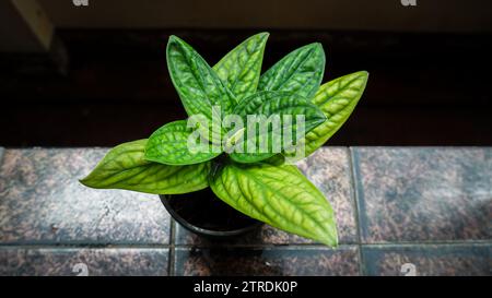 Monstera Karsteniana laisse la plante d'intérieur Green Foliage. feuilles vertes monstera, araceae, monstera karsteniana sur fond de lumière naturelle Banque D'Images