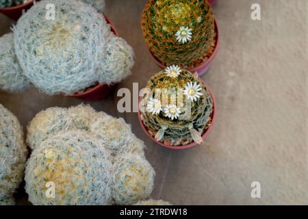 Plantes succulentes. Variété de succulentes et de cactus dans des pots de fleurs, directement au-dessus de la vue. Cactus dans les pots. Plan rapproché d'un groupe de cactus. Haut Banque D'Images