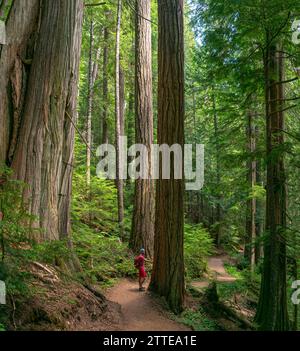 Un randonneur solitaire voyage à travers les cèdres imposants du sentier Cheakamus Lake Trail, enveloppé par le silence des forêts anciennes de la Colombie-Britannique. Banque D'Images