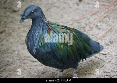 Gros plan d'un beau Pigeon Nicobar marchant sur le sol Banque D'Images