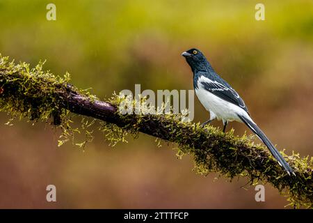 Un jour de pluie, un Magpie Tanager (Cissopis leveriana) se perche sur une branche dans la forêt atlantique du Brésil. Banque D'Images