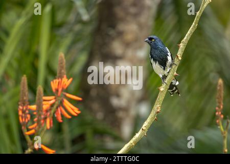 Un magpie Tanager (Cissopis leveriana) se perche sur une branche de la forêt atlantique (Mata Atlântica) du Brésil. Banque D'Images